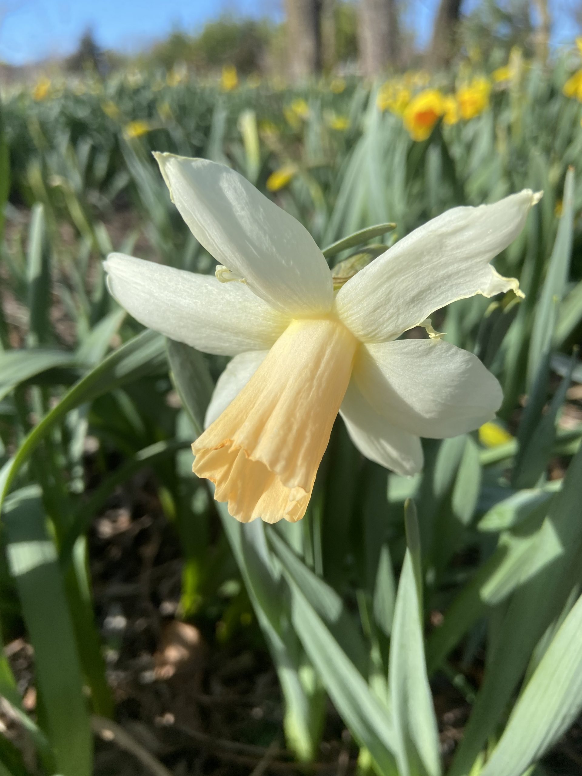 naturalizing daffodils