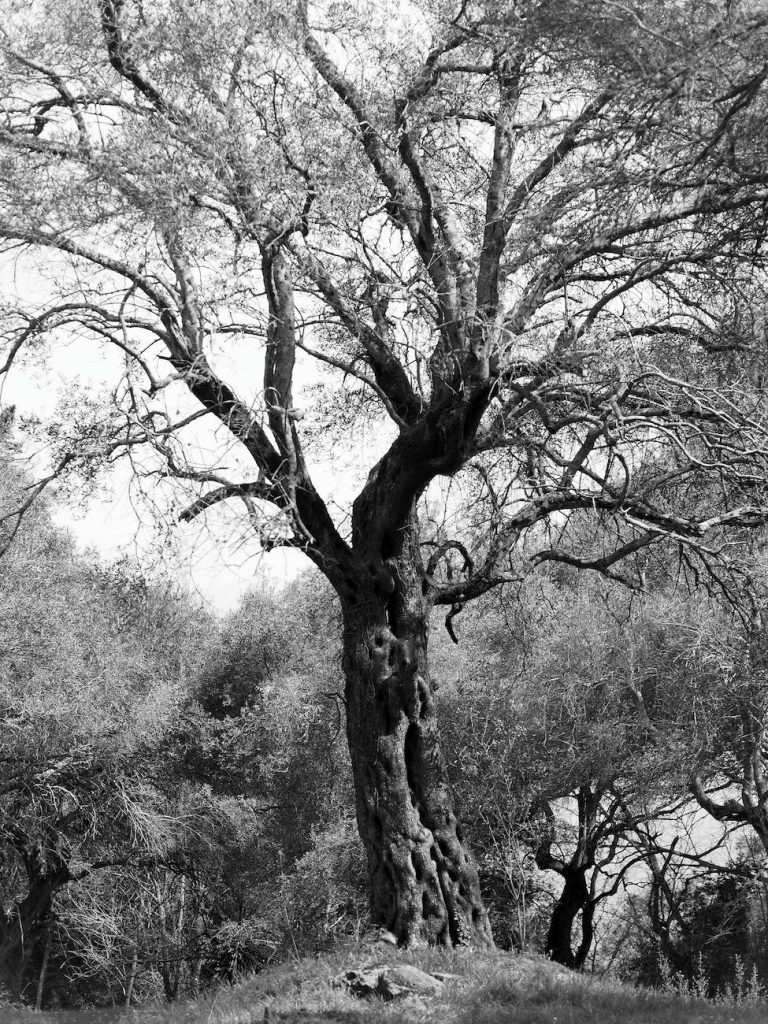 big oak in park