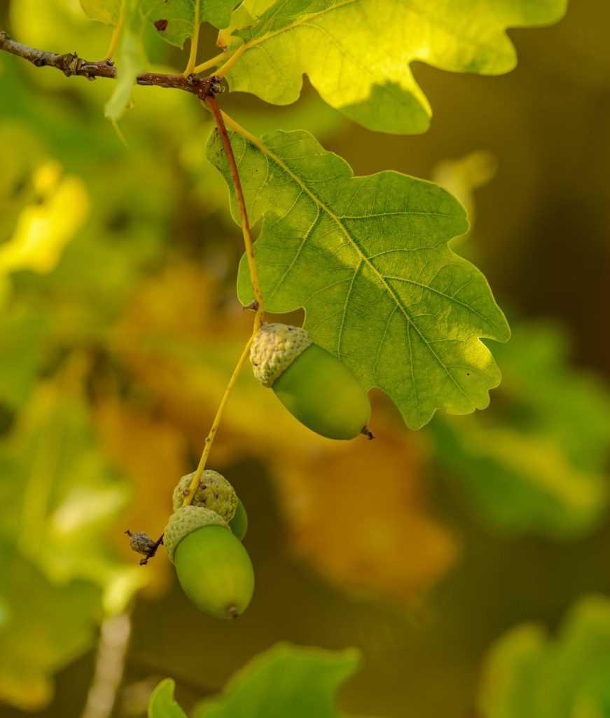 oak leaves and nuts