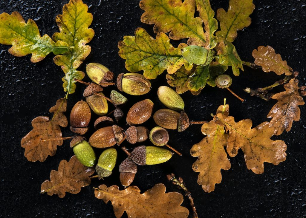 wet acorns and tree leaves