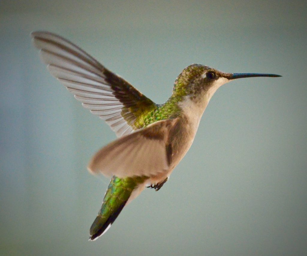 green and brown hummingbird