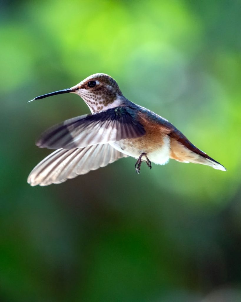 close up photo of hummingbird