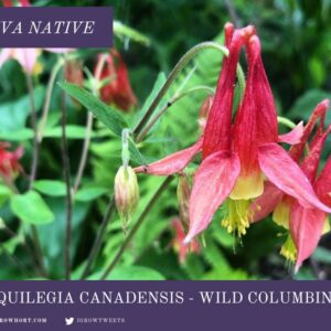 Aquilegia-canadensis-native-seeds