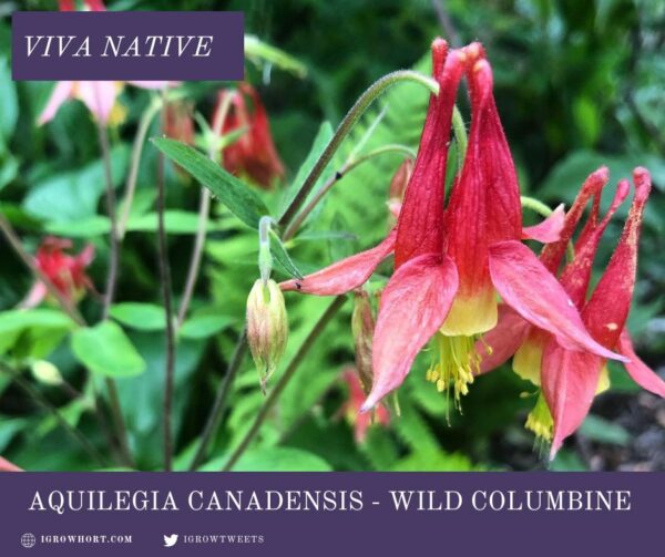 Aquilegia-canadensis-native-seeds