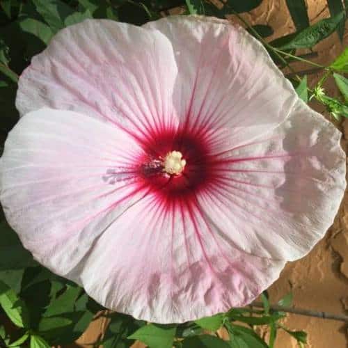 How To Grow Hardy Hibiscus From Seed Igrowhort
