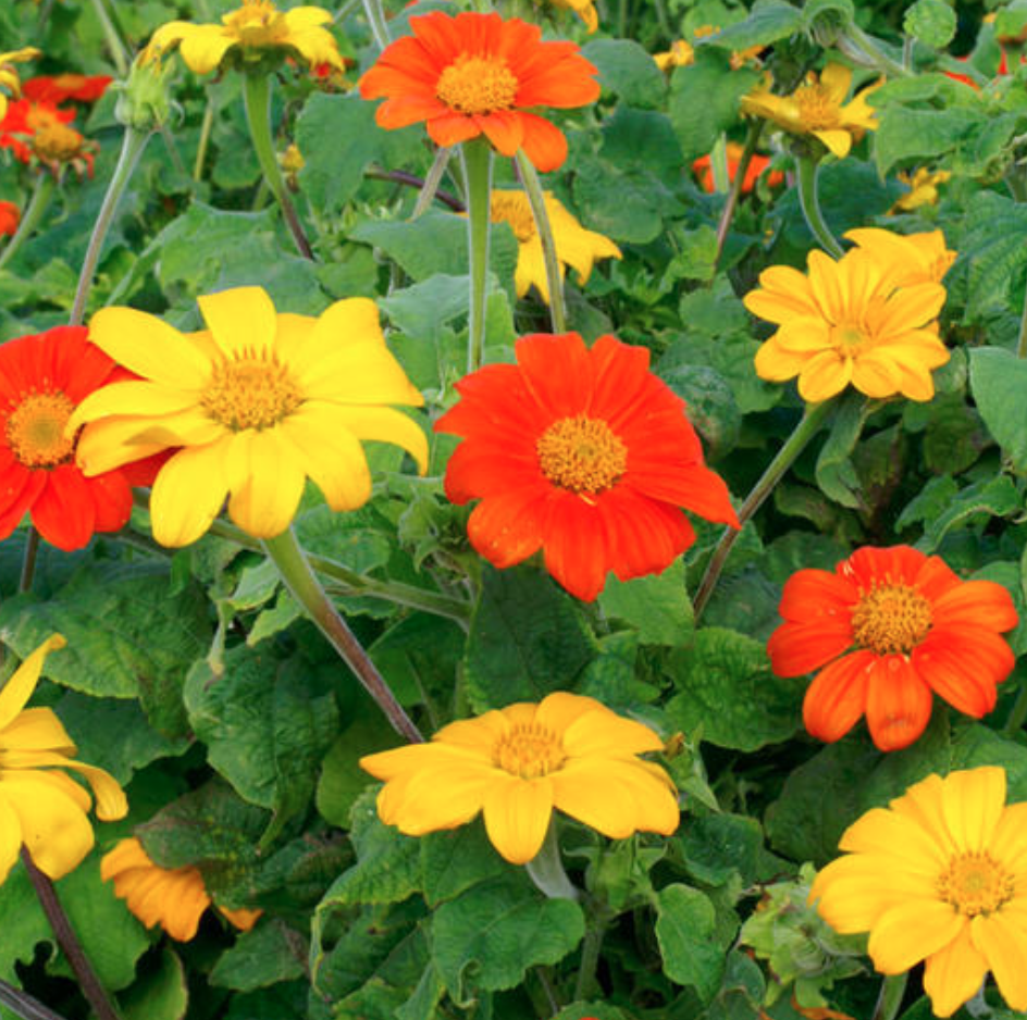 Mexican Sun Flower Seeds Red, Orange and Yellow - Tithonia rotundifolia Fast Growing Annual Seed