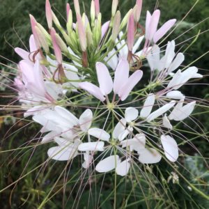 Grow Cleome Spider Flower Pastel Pink Summer Tropical Annual from Seed.