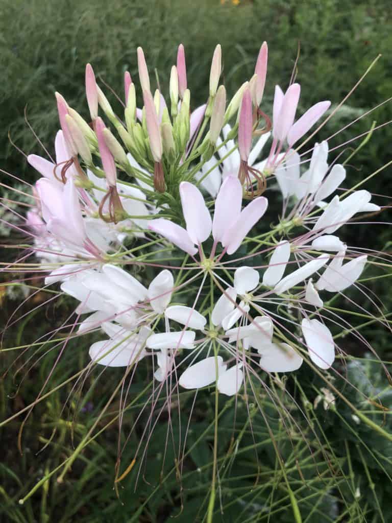 Grow Cleome Spider Flower Pastel Pink Summer Tropical Annual from Seed.