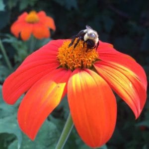 Orange Mexican Sun Flower Seeds