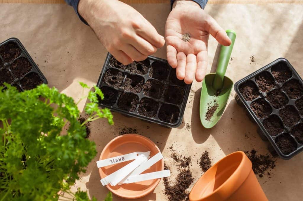 Learn to Grow Seeds at Home