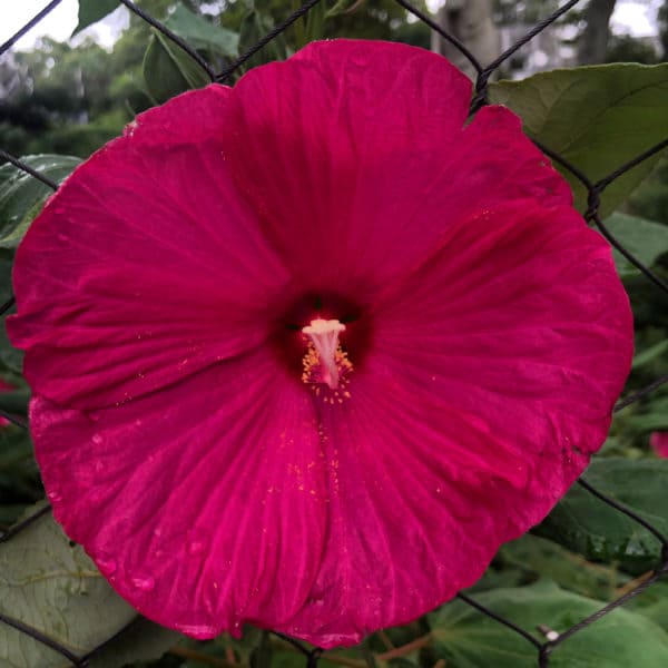 Hibiscus Luna Seed