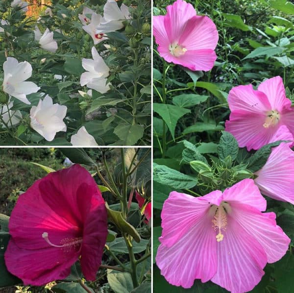 Hibiscus Seed Mixed Colors Pink, White, Rose Swirl Perennial Garden Galaxy Large Flowers Bees Pollinators - Image 3