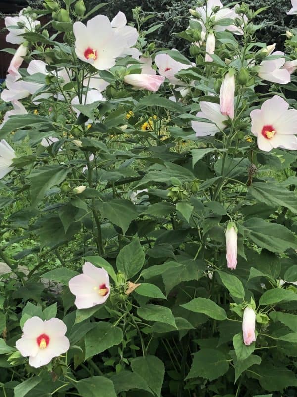 Hibiscus Seed Mixed Colors Pink, White, Rose Swirl Perennial Garden Galaxy Large Flowers Bees Pollinators - Image 2