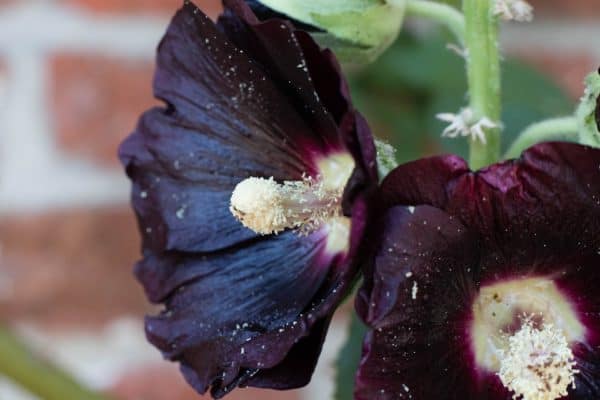 Hollyhock Seeds - Alcea rosea - Romance Mixed Colors Easy to Grow Garden Pollinator Plants from Seed - Image 2