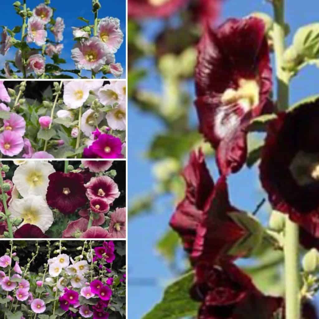 Hollyhock Seeds - Alcea rugosa - Romance Mixed Colors Easy to Grow Garden Pollinator Plants from Seed