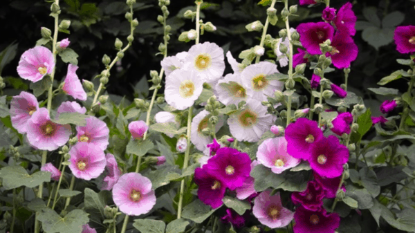 Hollyhock Seeds - Alcea rosea - Romance Mixed Colors Easy to Grow Garden Pollinator Plants from Seed - Image 3