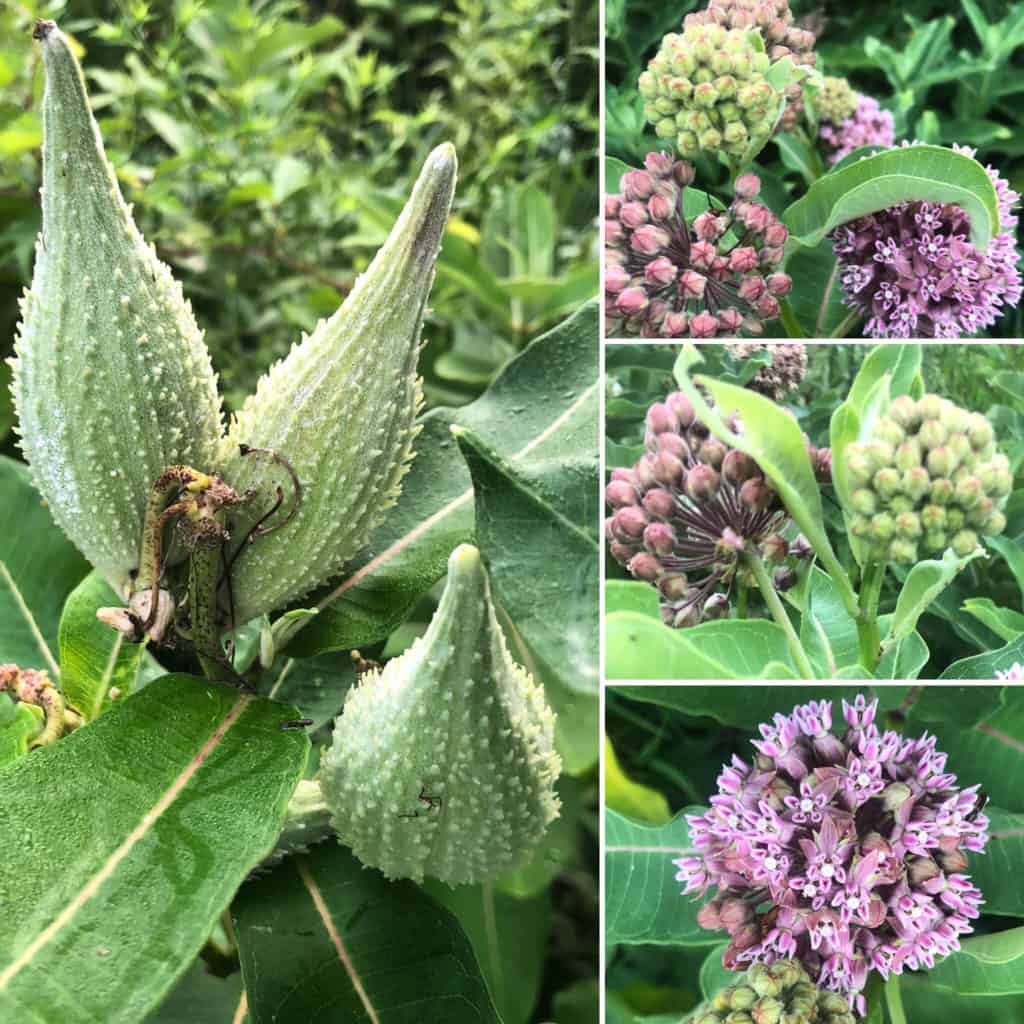 Monarch Butterfly Milkweed Asclepias syriaca fragrant blooms attract