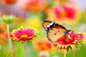 butterfly perched on flower