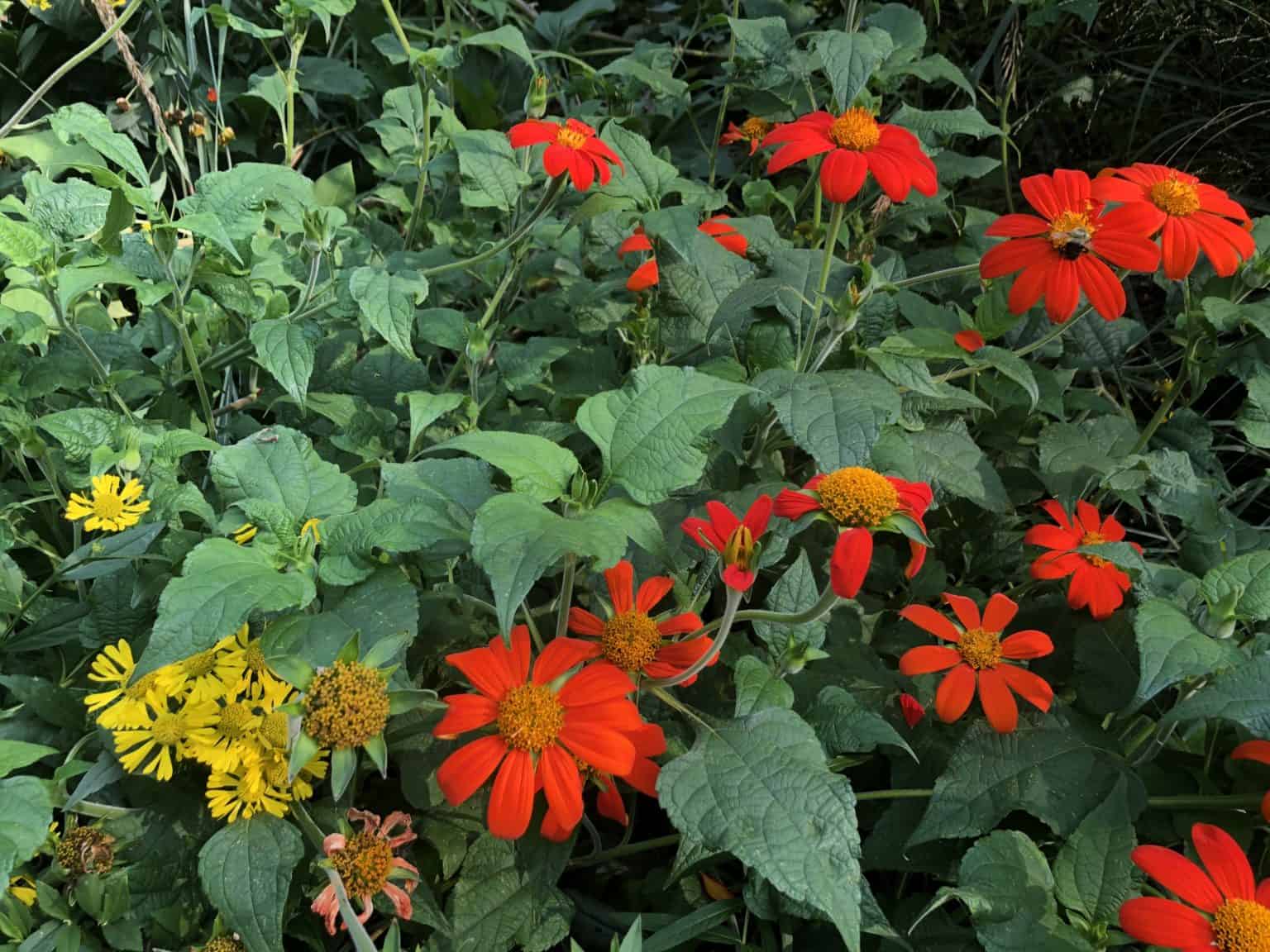 Tithonia rotundifolia Orange Mexican Sun Flowers Fast Growing Annual