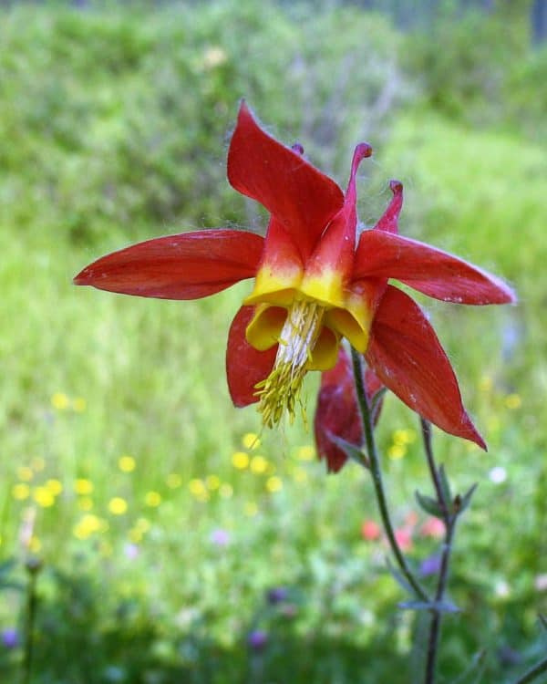 Red Columbine Seeds,Columbine Seed,Aquilegia seeds