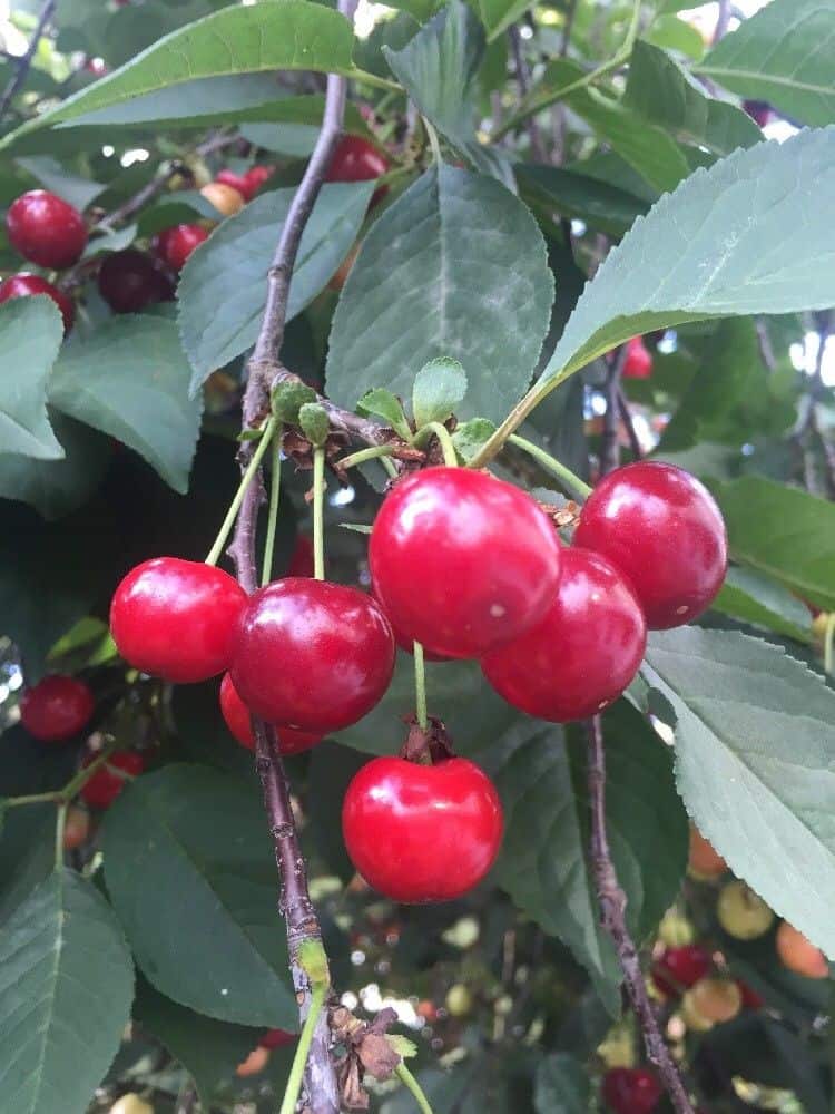 Prunus cerasus ‘lutowka’ - Sour Cherry Seeds Red Small Yard or Orchard Fruit Tree