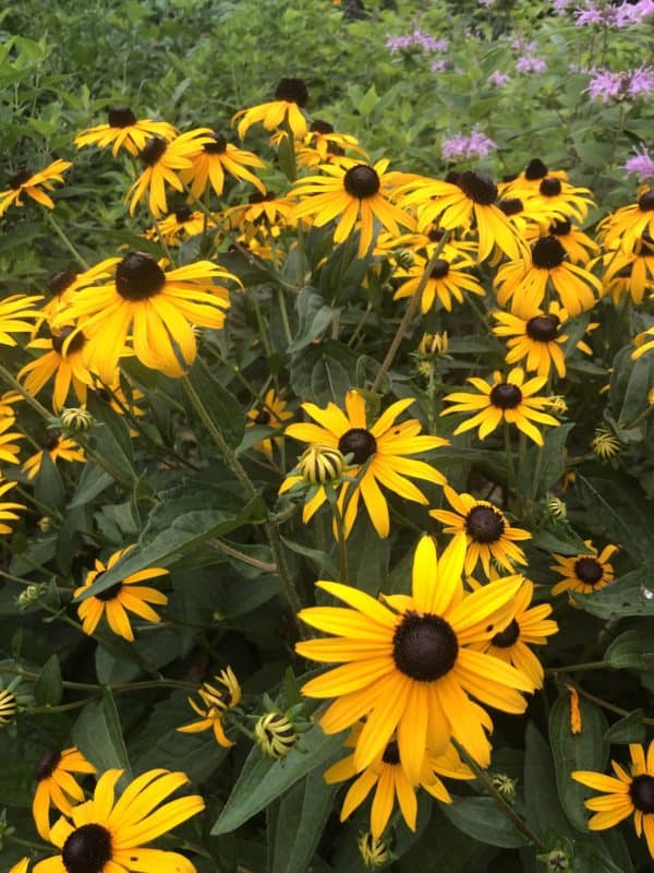 Rudbeckia hirta Seeds - Annual Native Wild Flower Garden Pollinator Fresh Seeds - Image 3