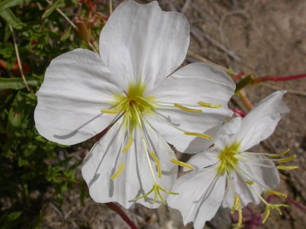 White Scented Evening Primrose Seeds