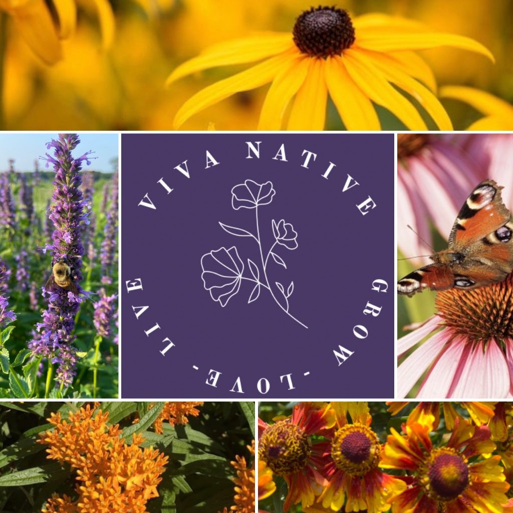 Butterfly Native Garden Seed 5 Pack Pollinator Collection 1: Perennial Native Wild Flowers Full Sun