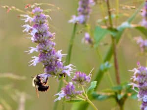 lavender hyssop