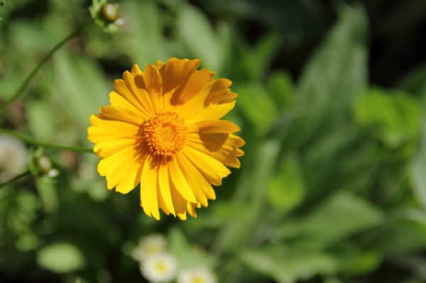 Coreopsis lanceolata Seeds