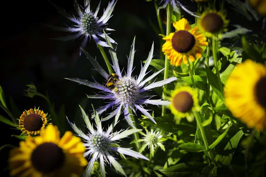 blue sea holly