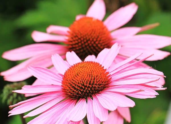 Purple Coneflower Echinacea Seeds