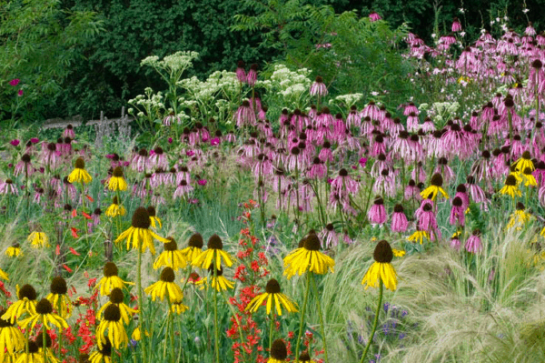 Purple Coneflower Echinacea Seeds