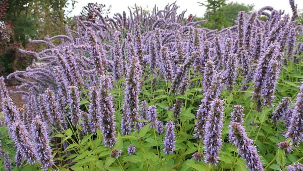 Agastache Native Seed,Anise Hyssop Seeds