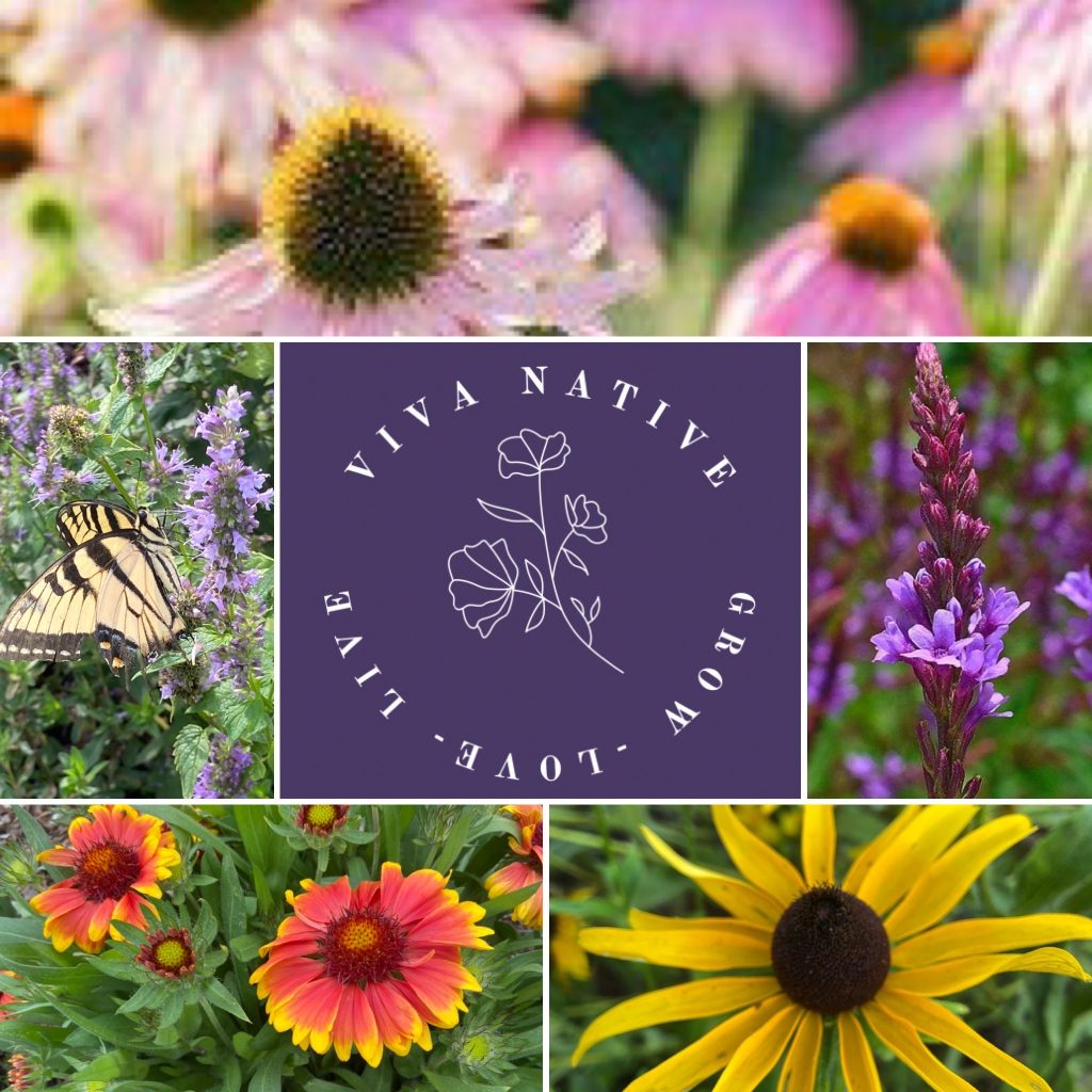 Hummingbird Native Garden Collection 5 Pack Mix 1: Pollinator Seed Mix Perennial Flowers