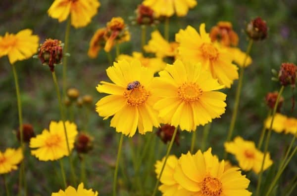 Coreopsis lanceolata Seeds