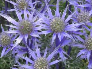 Blue Sea Holly