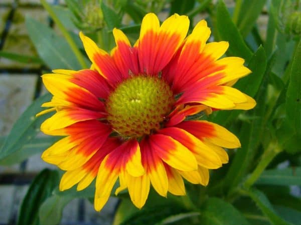 Gaillardia Blanket Flower Seeds – Pollinator-Friendly Perennial Wildflower | Perfect for Gardens, Meadows, and Prairies - Image 2