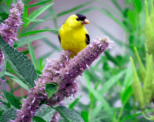 Agastache Native Seed,Anise Hyssop Seeds