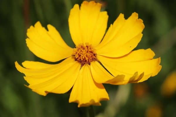 Coreopsis lanceolata Seeds