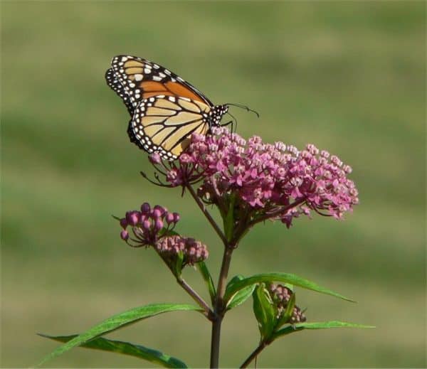 Butterfly Milkweed for Monarchs 5 Plants for Pollinator Gardens