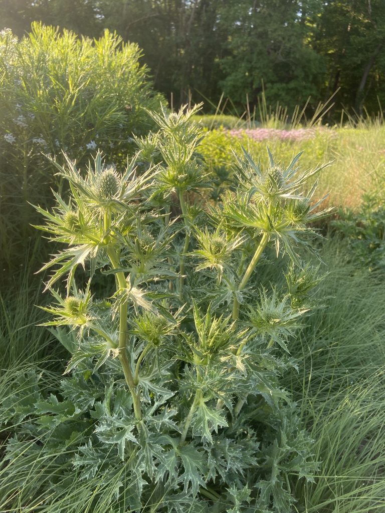 blue sea holly