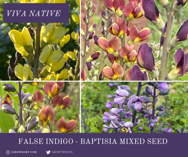  False Indigo Mixed Seeds – Vibrant Spring Flowering Perennial (25+ Seeds) - Image 2