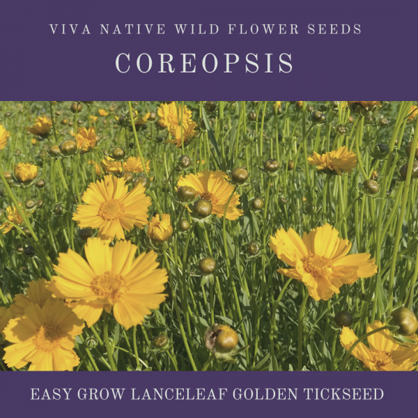 Coreopsis lanceolata Seeds