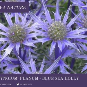 Eryngium Sea Holly Blue Thistle Seed