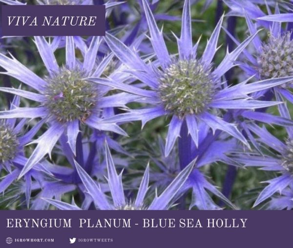 Eryngium Sea Holly Blue Thistle Seed Flower Garden Pollinator