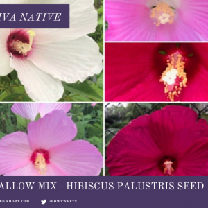 Hibiscus Luna Seed
