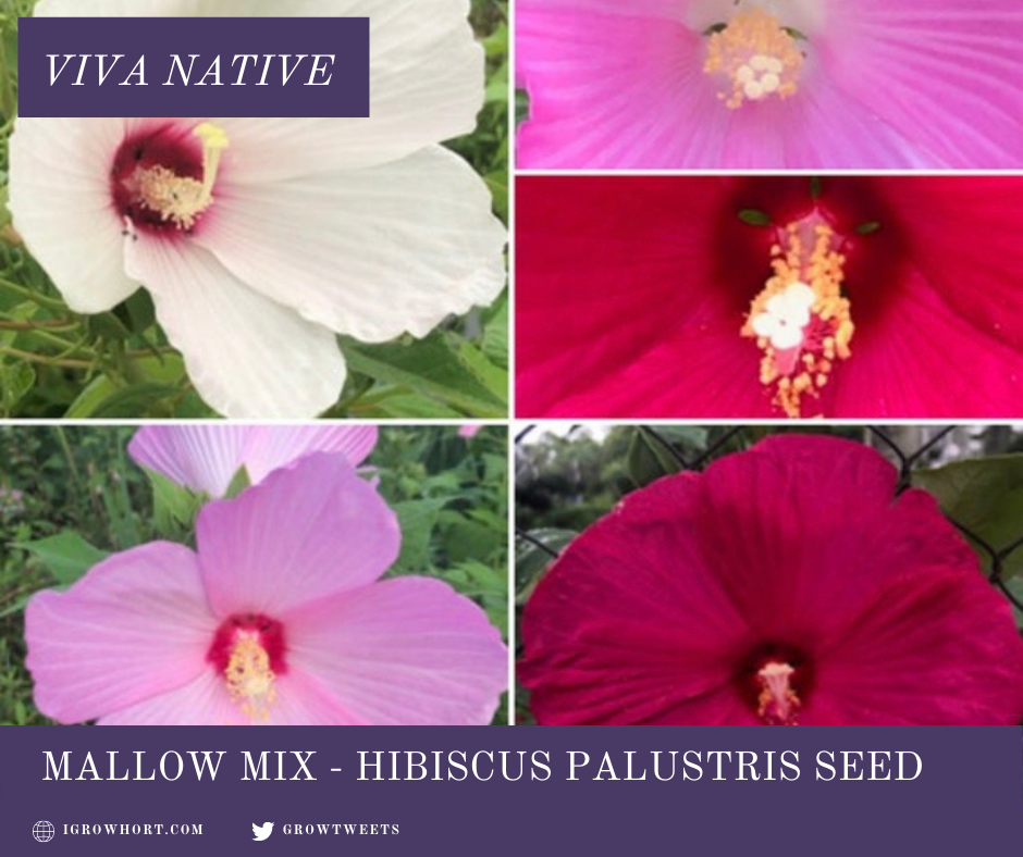 Hibiscus Luna Seed Mixed Colors Pink, White, Rose Swirl Perennial Garden Galaxy Large Flowers Bees Pollinators