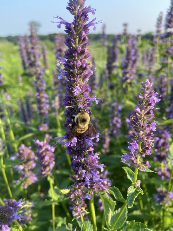 Agastache Native Seed,Anise Hyssop Seeds