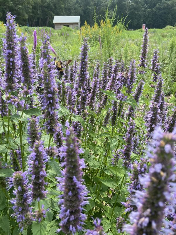 Agastache Native Seed,Anise Hyssop Seeds